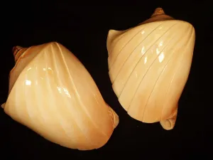 Carved Nobilis Volute