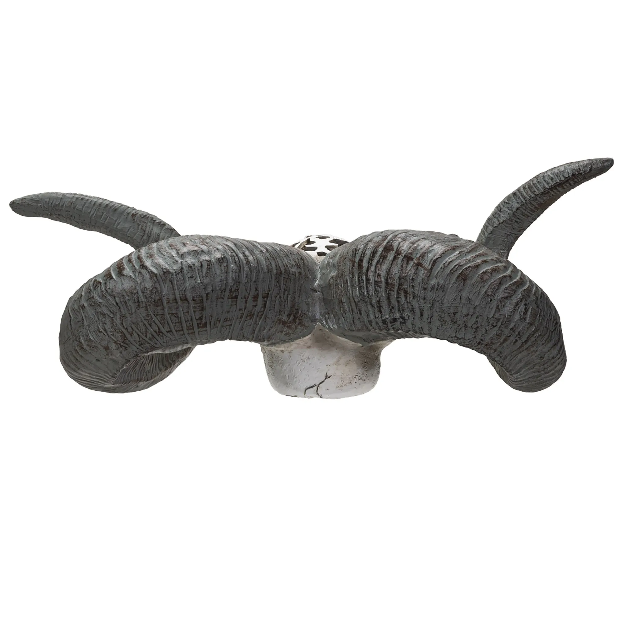 CARVED RAM SKULL C/1