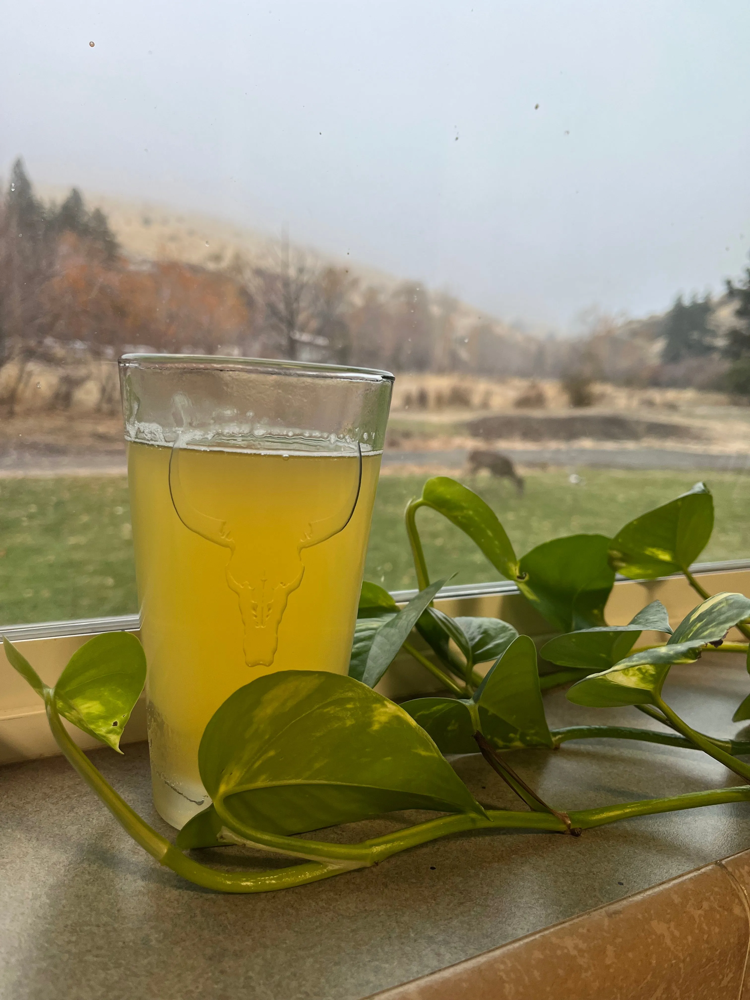 Ranch Steer Sand Carved Pint Glasses