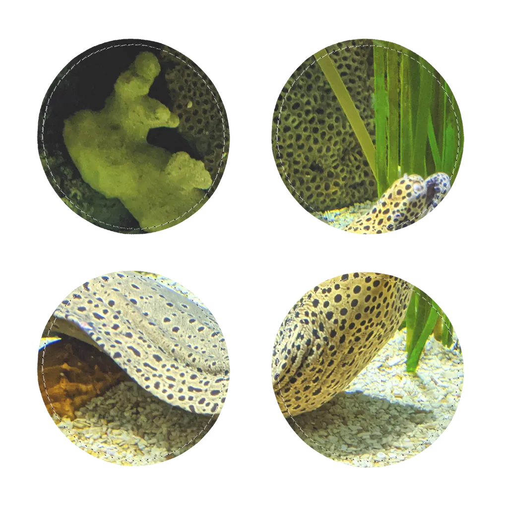 Yellow Eel Sublimation Coasters Pack of Four