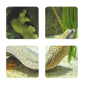 Yellow Eel Sublimation Coasters Pack of Four